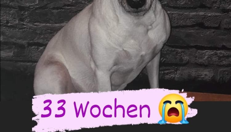 Vorschau von Tierarztpraxis Feldmeyer