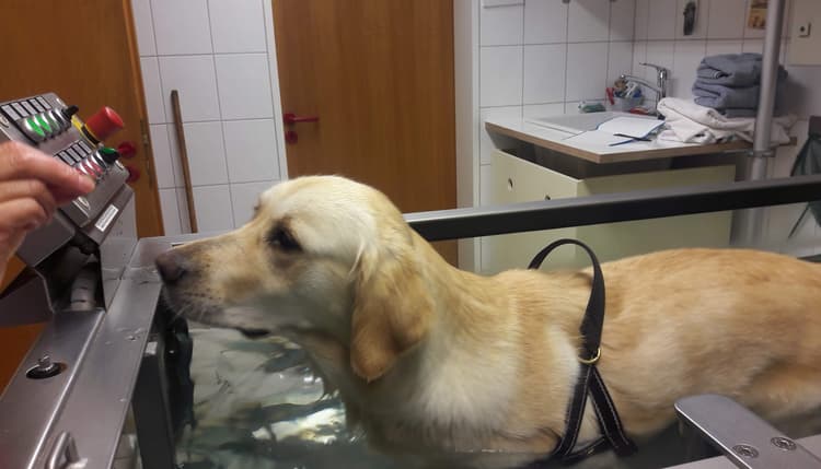 Preview of Modrei Karla Dr.med.vet. Tierärztin