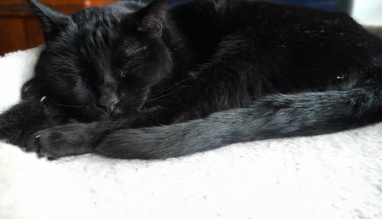 Vorschau von Herlyn Erich Dr. med. vet. Tierarzt