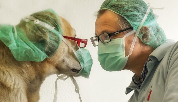Vorschau von Tierärztliche Praxis Dr. Philipp Krug