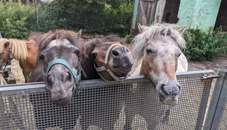 Vorschau von Ponyhof Karger
