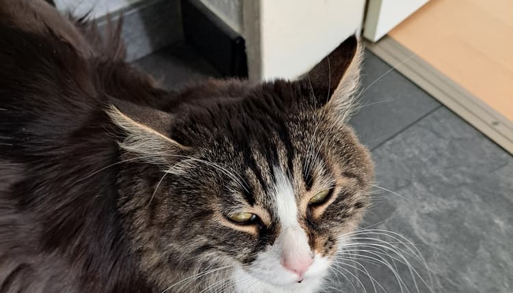 Vorschau von felmo Mobiler Tierarzt Mannheim