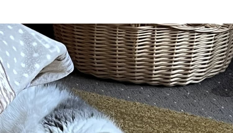 Vorschau von Silke Herzberger Tierärztin