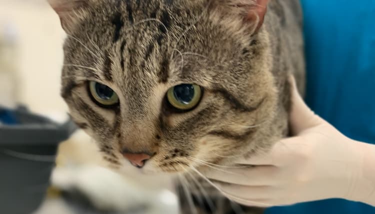 Vorschau von Tierärzte im Holzhausenviertel – Dr. med. vet. Thorsten Rogmann (Nordend)