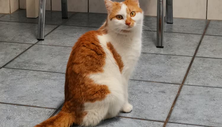 Vorschau von Tierärztliche TagesKlinik Jekel