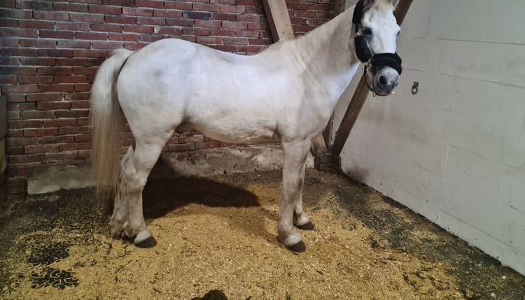 Preview of Equine Dental Care Rabea Neubaum-Otte