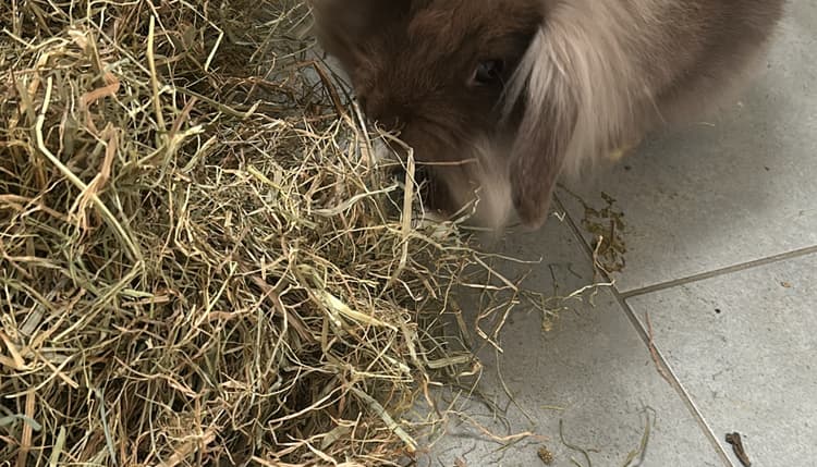Vorschau von Susanne Struck Tierärztin