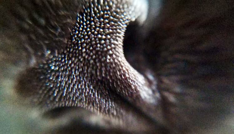 Vorschau von Tierarztpraxis Ruff