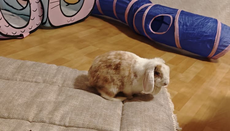 Vorschau von Tierärztin Meike Wolf