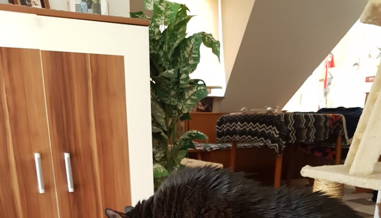 Vorschau von Dr.med.vet. Susanne Linckh Tierärztin