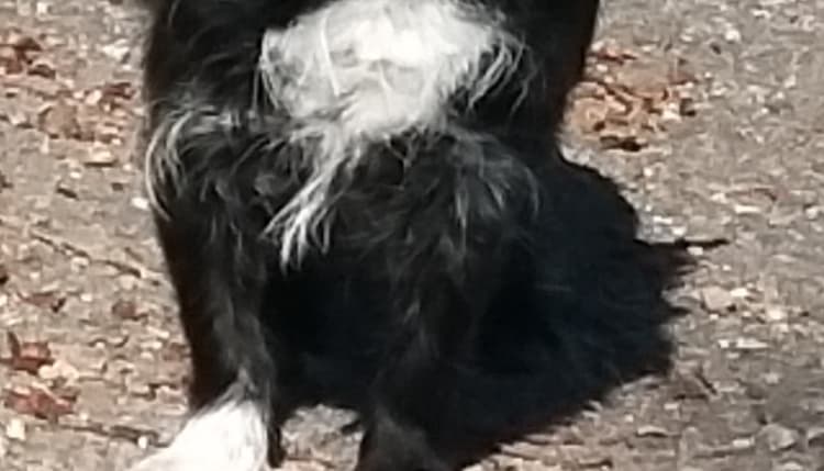 Preview of Wolfgang Schwenk Tierarzt