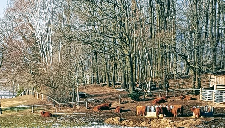 Vorschau von Hubertus Kutschke Tierarzt