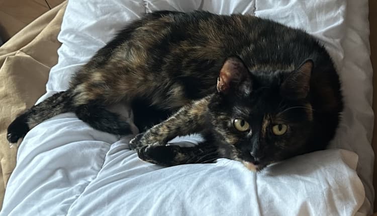 Vorschau von Dr.med.vet. Antonia Klaus - Tierarztpraxis hundkatzeklaus