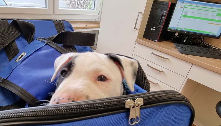 Vorschau von Dr. med. vet. Johannes Kohtes prakt. Tierarzt