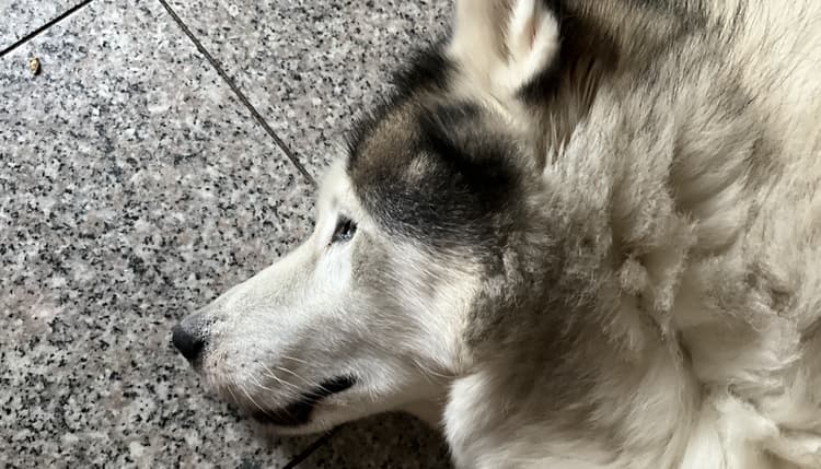 Vorschau von Dr. Kästner Tierärztliche Gruppenpraxis