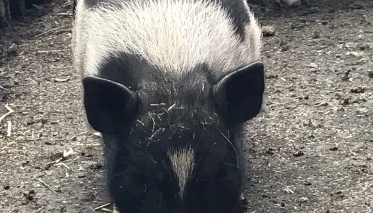 Vorschau von Tierarztpraxis Abbensen GmbH