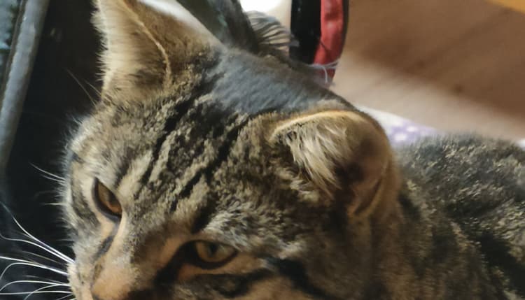 Vorschau von Würthner Carolin Prakt. Tierärztinnen