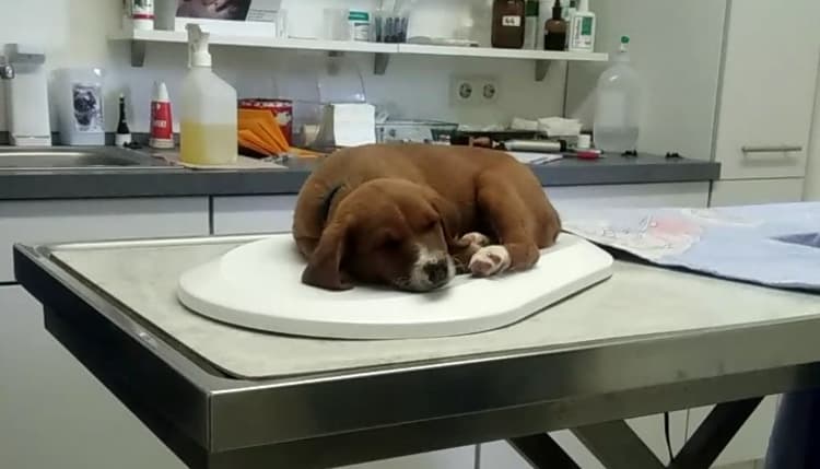 Vorschau von Lydia Fischer Tierärztin