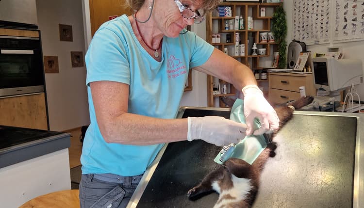 Vorschau von Dr.med.vet. Sylvia Steiner Tierärztin
