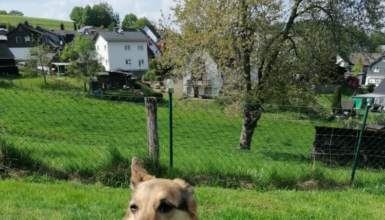 Vorschau von Dr. med. vet. Gerlinde Jux-Straatmann Tierärztin