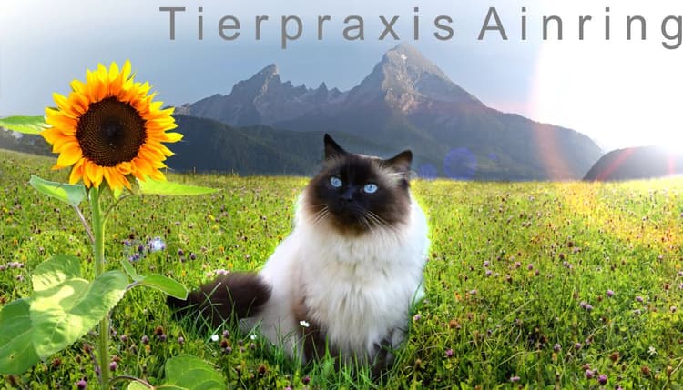 Vorschau von Dr. Naranjo Tierpraxis Ainring