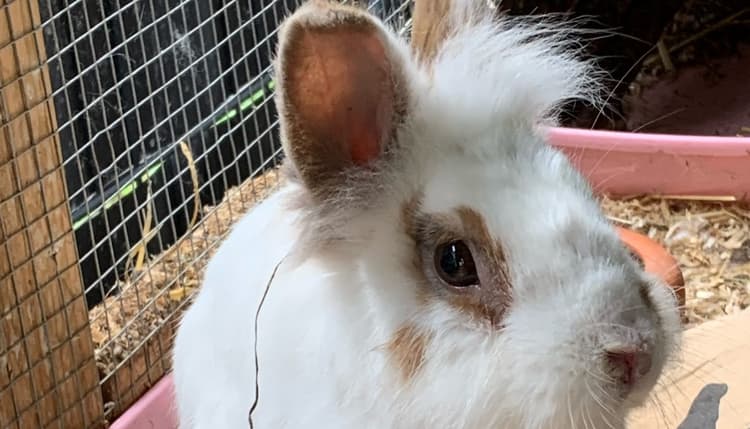Vorschau von Tierärztliche Gemeinschaftspraxis Knochendöppel & Weih