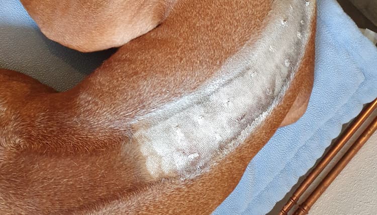 Vorschau von Dr. med. vet. Anja Rosengarten Tierarztpraxis