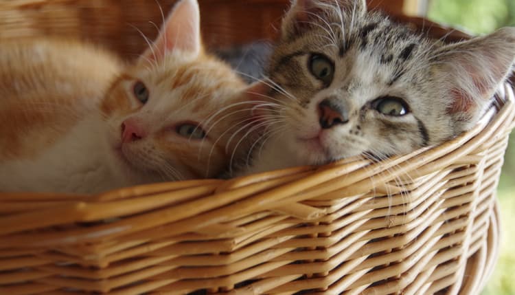 Vorschau von Katzenpraxis Cat-Vet (Inh. Katja Culmsee)