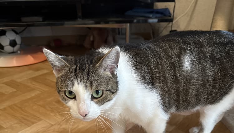 Vorschau von felmo Mobiler Tierarzt Wiesbaden