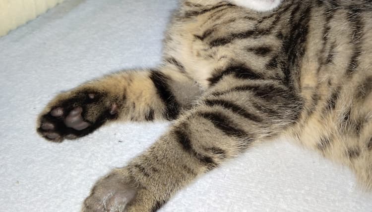 Vorschau von Dr. Stefanie Gasche Tierarzt