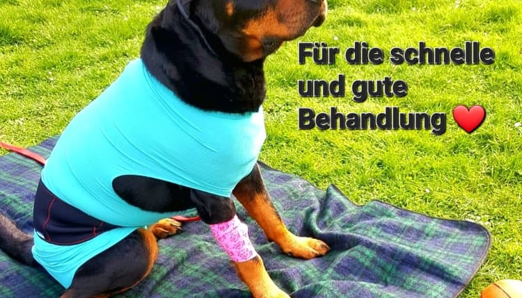 Vorschau von Tierarztpraxis Wirbelvet Mareike Unverricht