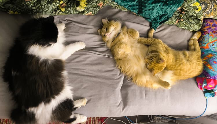 Vorschau von Tierarztpraxis und Katzenpension Geltow
