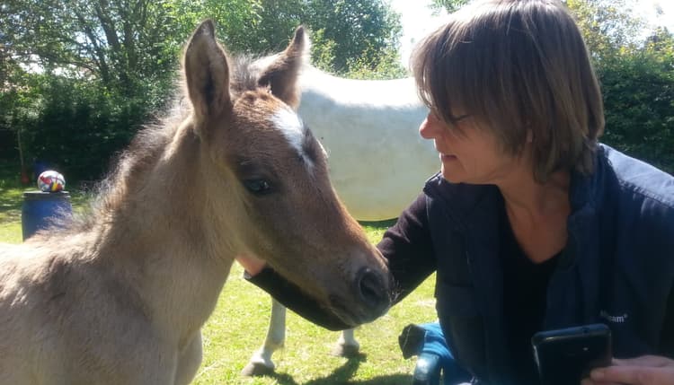 Vorschau von Pferdepraxis Dr.med.vet. Ines Koepchen Fachtierärztin für Pferde