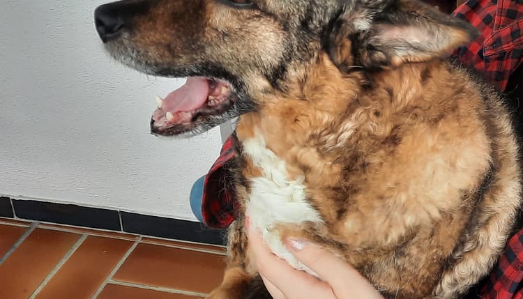 Vorschau von Tierarzt Krüger