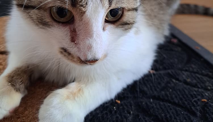 Vorschau von Dr.med.vet. A. Schubert Tierarzt