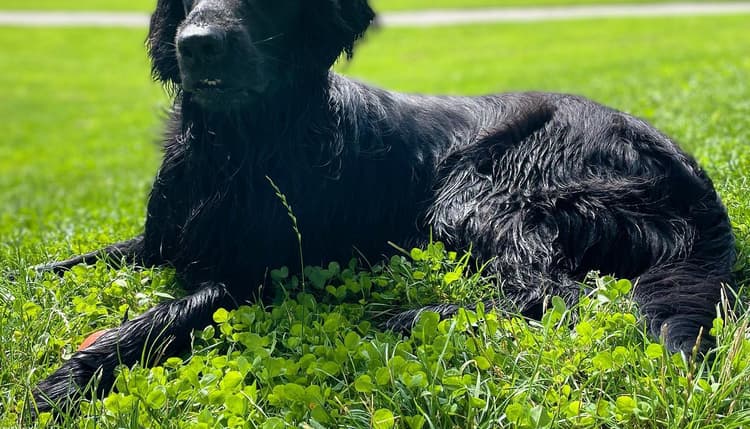 Vorschau von WauMiau Tierarztpraxis für Verhaltenstherapie und Hundeschule - Dr. med. vet. Stefanie Sprauer