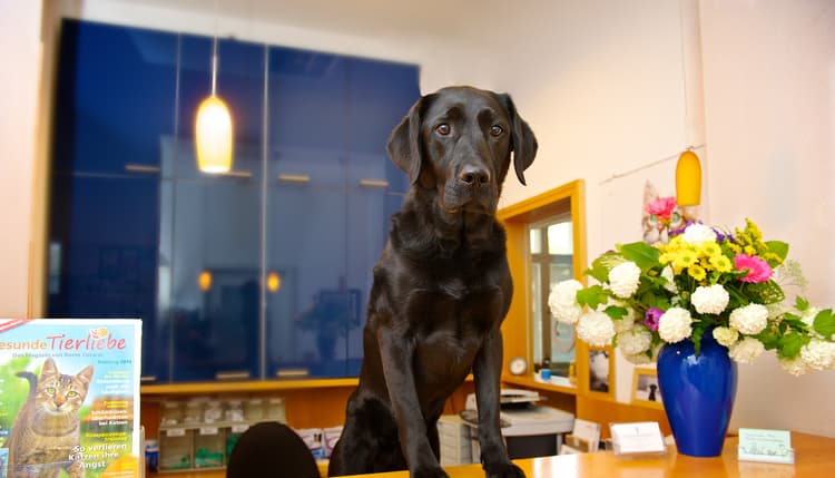 Vorschau von Tierarztpraxis Wannsee, Dr. Caroline Bäcker - Ein Haus für Tiere - Nikolassee, Steglitz-Zehlendorf