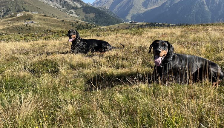 Vorschau von Tierärztliche Gemeinschaftspraxis Dr. Olaf Behlert und Dr. Katja Teschner