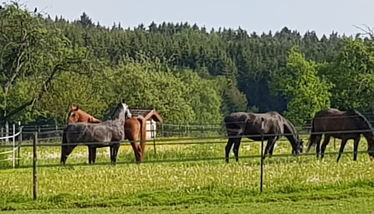 Vorschau von Andreas Blüthner Tierarzt