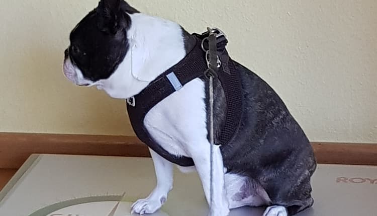 Vorschau von Dr.med.vet. Astrid Schäfer Tierarzt