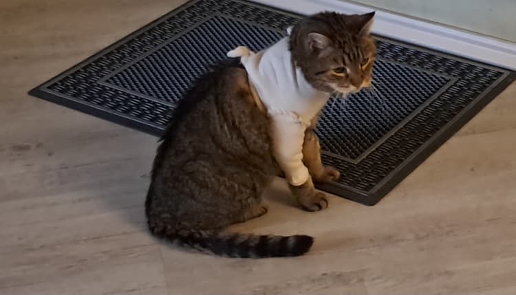 Vorschau von Wust Heike Dr. med. vet.