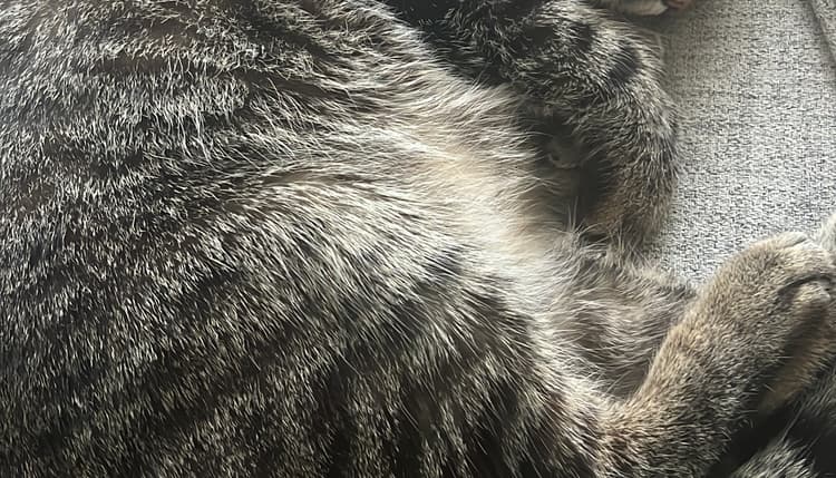 Vorschau von Tierärztin Sabine Meumann