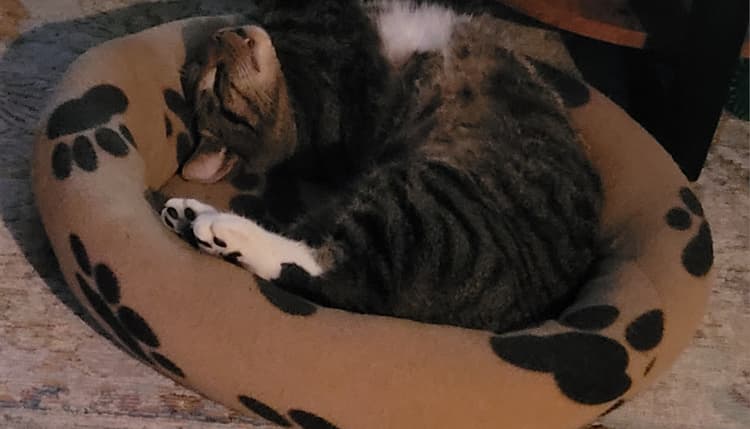 Vorschau von Dr.med.vet. Barbara Schumacher Tierärztin