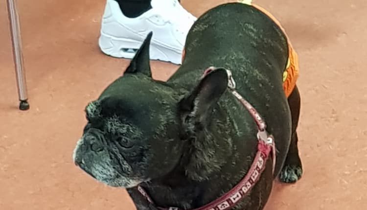 Vorschau von Dr. med.vet. Axel Kilo Tierarzt & Katzenpension
