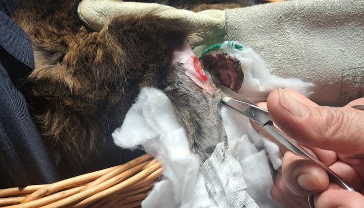 Vorschau von Tierarztpraxis Eichhäuser Hof