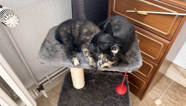 Vorschau von Tierärztliche Praxis Frank Liebaug