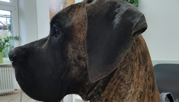 Vorschau von Tierarzt Kadlcik