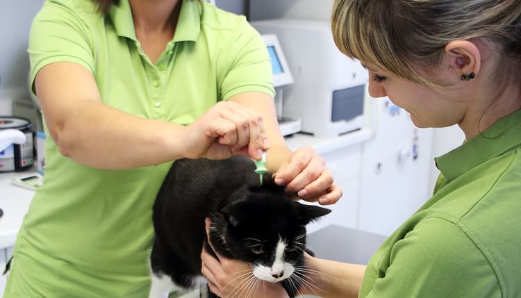Vorschau von kleintierzentrum riesaVETs ehemals Tierarztpraxis Dr. Boeltzig
