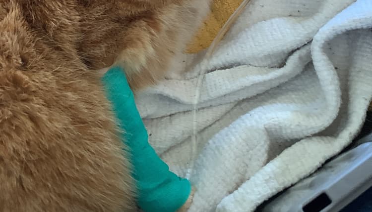 Vorschau von Dr.med.vet. Sabine Sinowatz Tierärztin