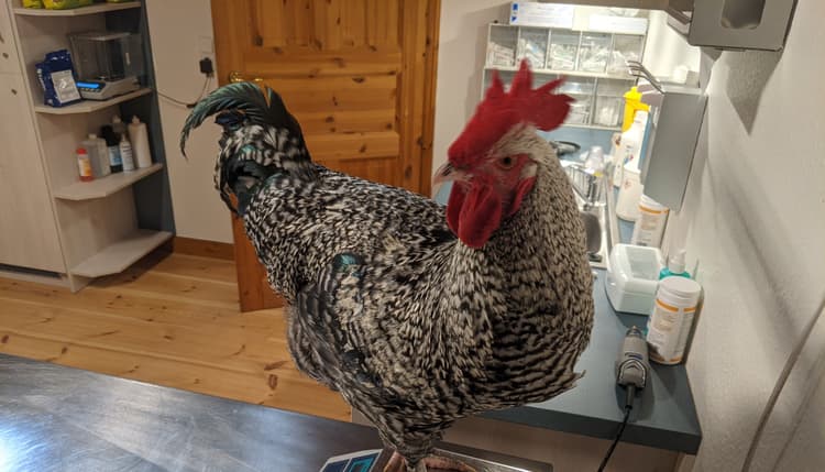 Vorschau von Exotenpraxis Nordfriesland - Tierärztin Dr. Budde
